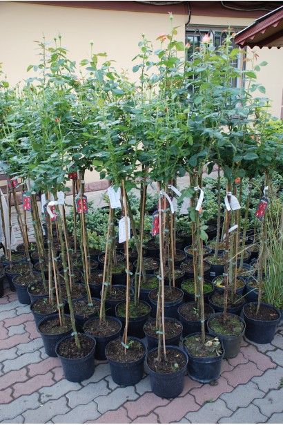 Саджанці лососевої троянди – в садовому центрі